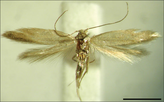 Imagem de <i>Phyllobrostis minoica</i> Mey 2014