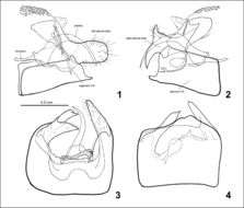 Слика од <i>Phyllobrostis minoica</i> Mey 2014