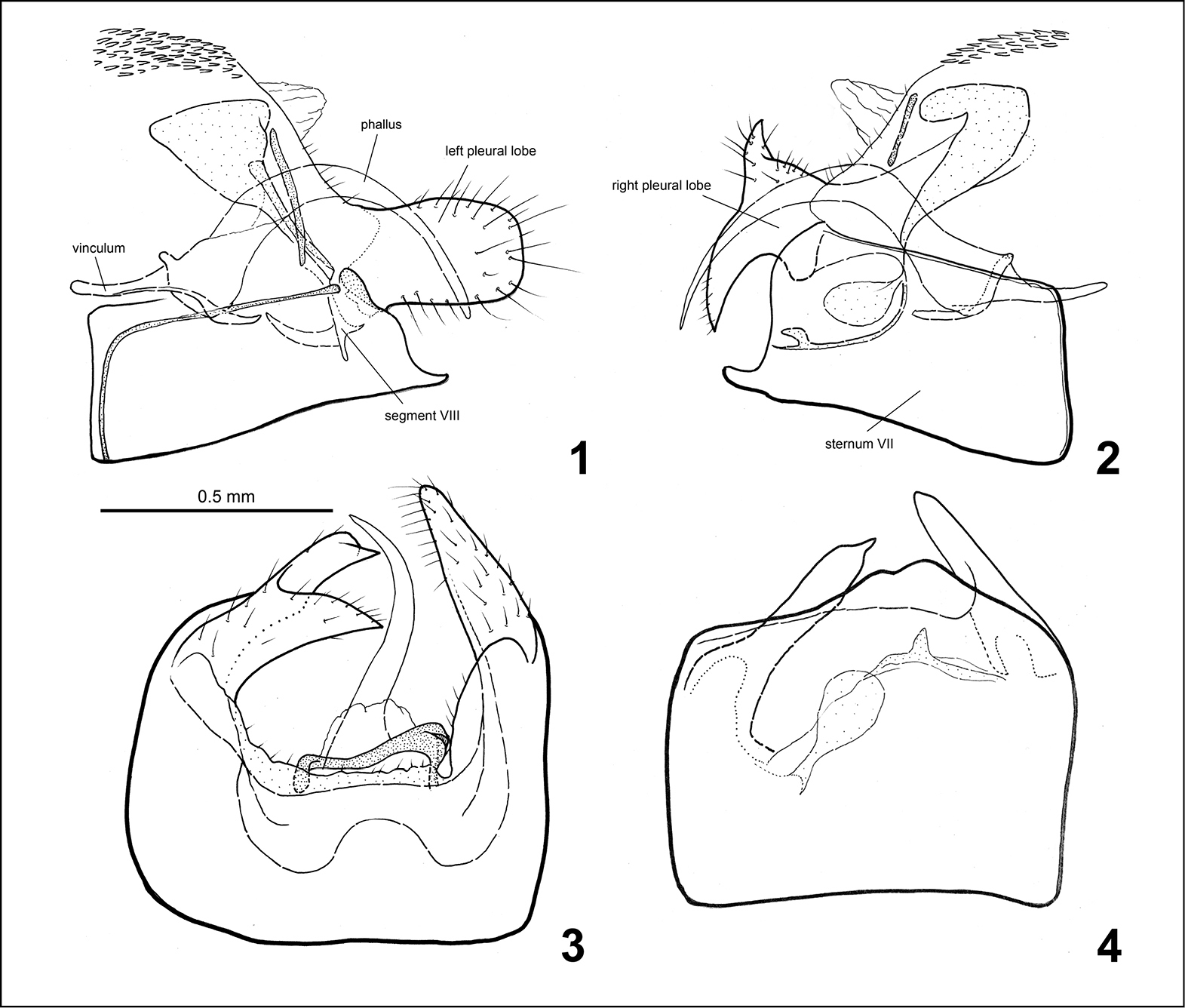 Слика од <i>Phyllobrostis minoica</i> Mey 2014