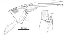 Слика од <i>Phyllobrostis minoica</i> Mey 2014