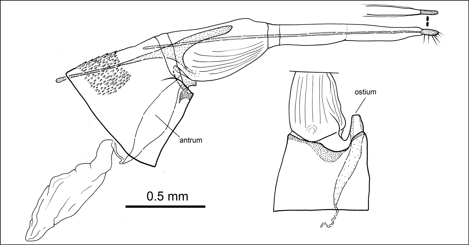 Слика од <i>Phyllobrostis minoica</i> Mey 2014