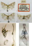 Image of <i>Pterotopteryx eumorphodactyla</i> (Caradja 1920)