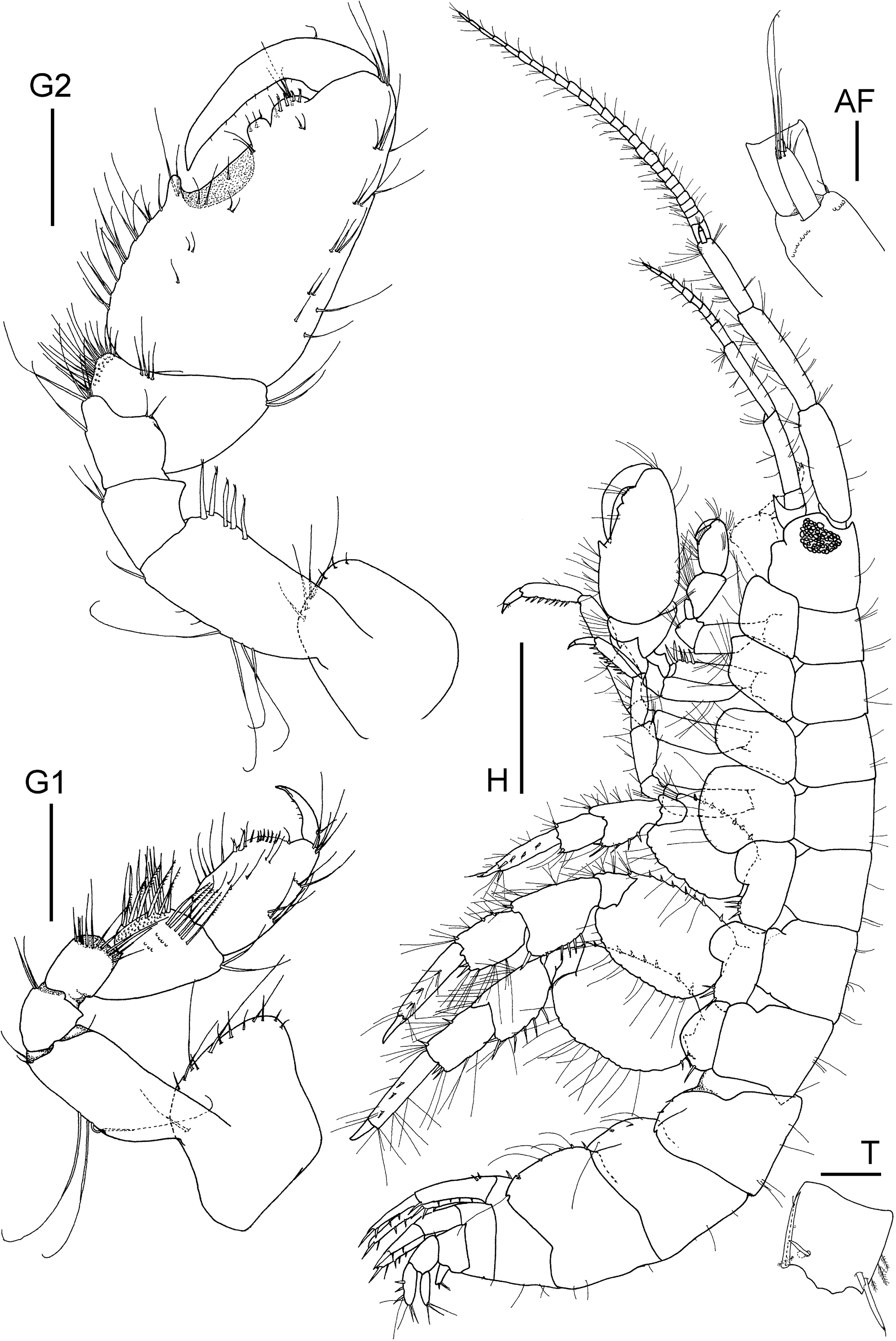 Image of Elasmopus yucalpeten Paz-Ríos & Ardisson 2014