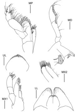 Image of Elasmopus yucalpeten Paz-Ríos & Ardisson 2014