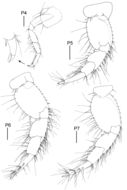 Image of Elasmopus yucalpeten Paz-Ríos & Ardisson 2014