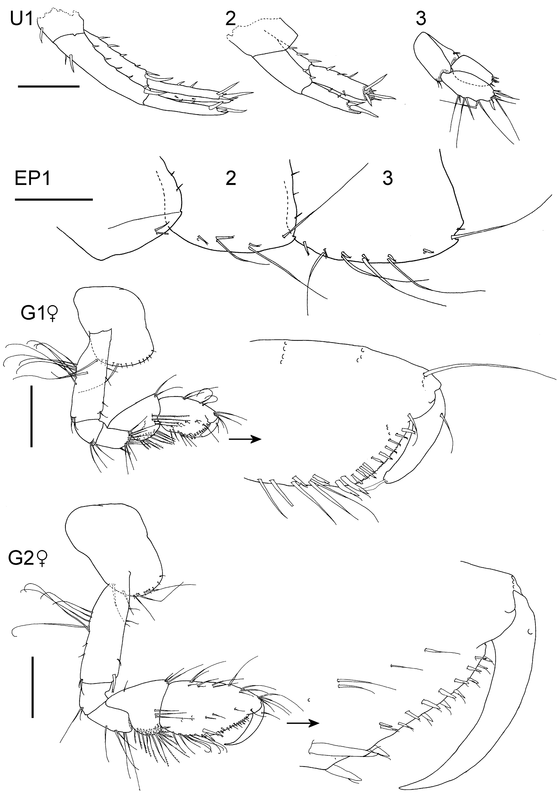 Image of Elasmopus yucalpeten Paz-Ríos & Ardisson 2014