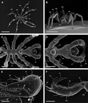 Image of Callipallene emaciata (Dohrn 1881)