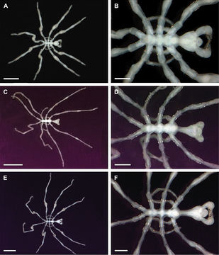 Image of Callipallene phantoma (Dohrn 1881)