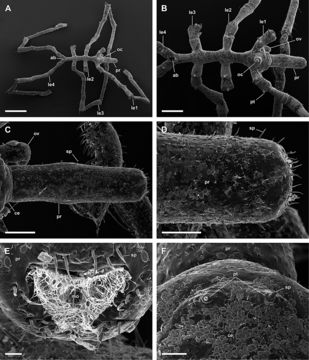 Endeis spinosa (Montagu 1808) resmi