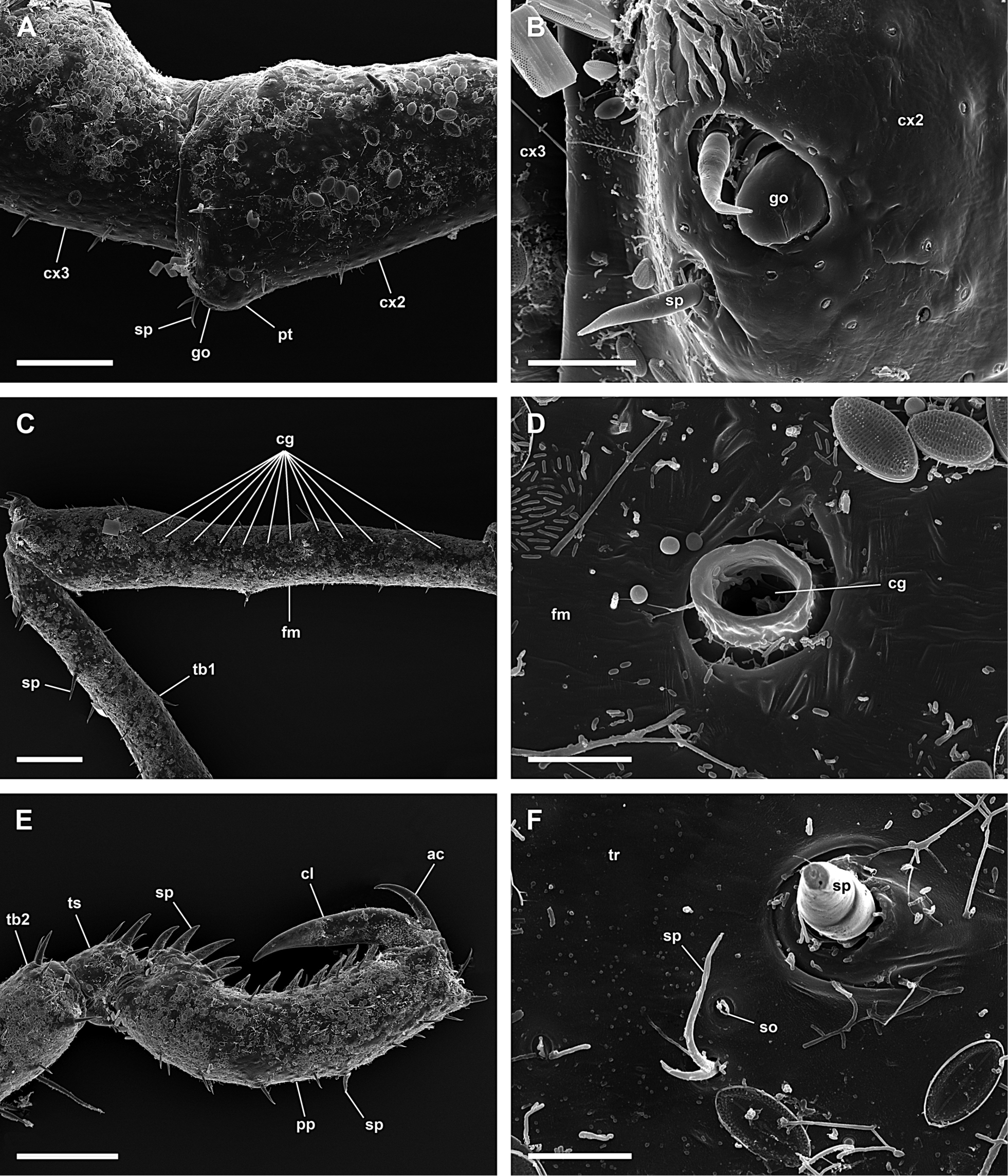 Endeis spinosa (Montagu 1808) resmi