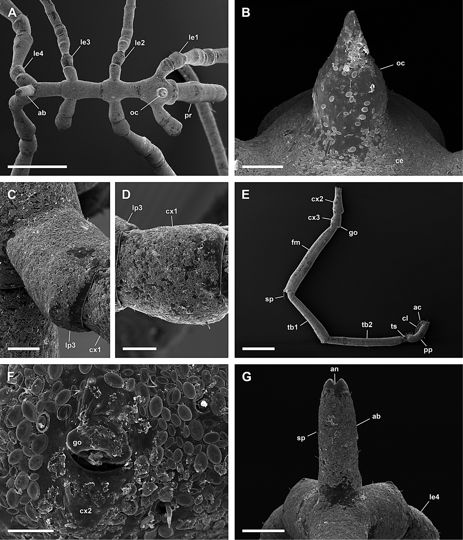 Endeis spinosa (Montagu 1808) resmi