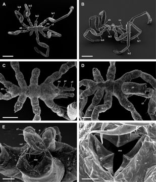 Image of Anoplodactylus angulatus (Dohrn 1881)