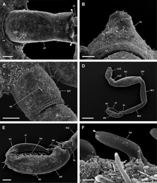 Image of Anoplodactylus angulatus (Dohrn 1881)