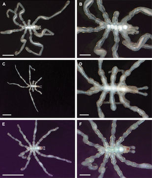 Image of Anoplodactylus petiolatus (Krøyer 1844)