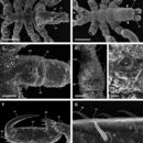 Imagem de Anoplodactylus pygmaeus (Hodge 1864)