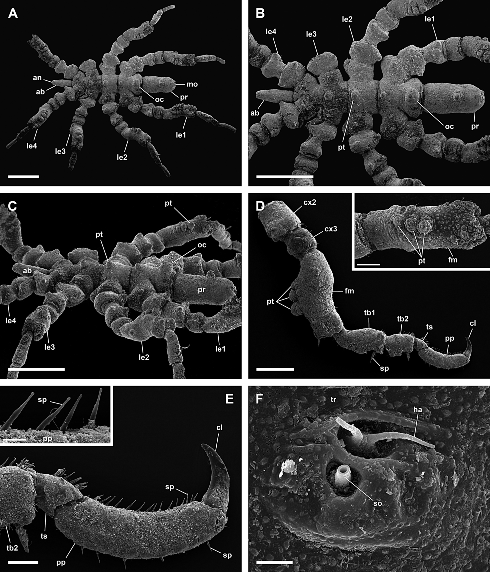 Image of Pycnogonum nodulosum Dohrn 1881