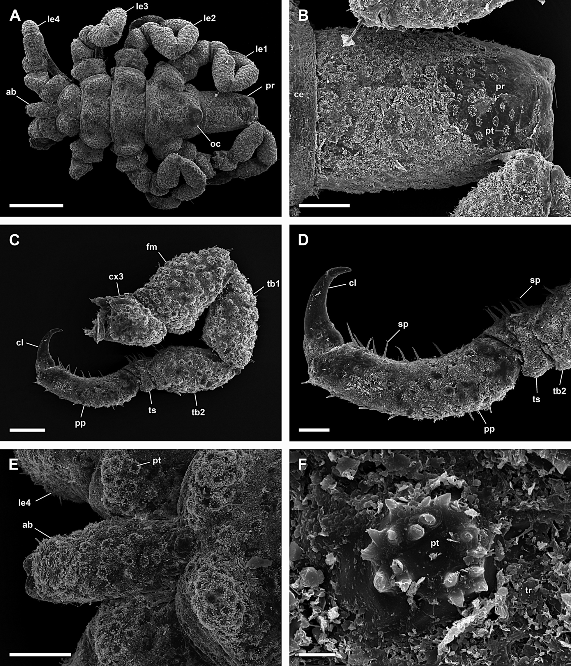 Image de Pycnogonum (Retroviger) pusillum Dohrn 1881