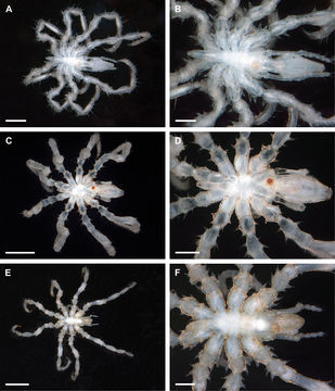 Image of Achelia vulgaris (Costa 1861)