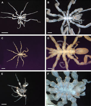 Image of Ammothella longipes (Hodge 1864)