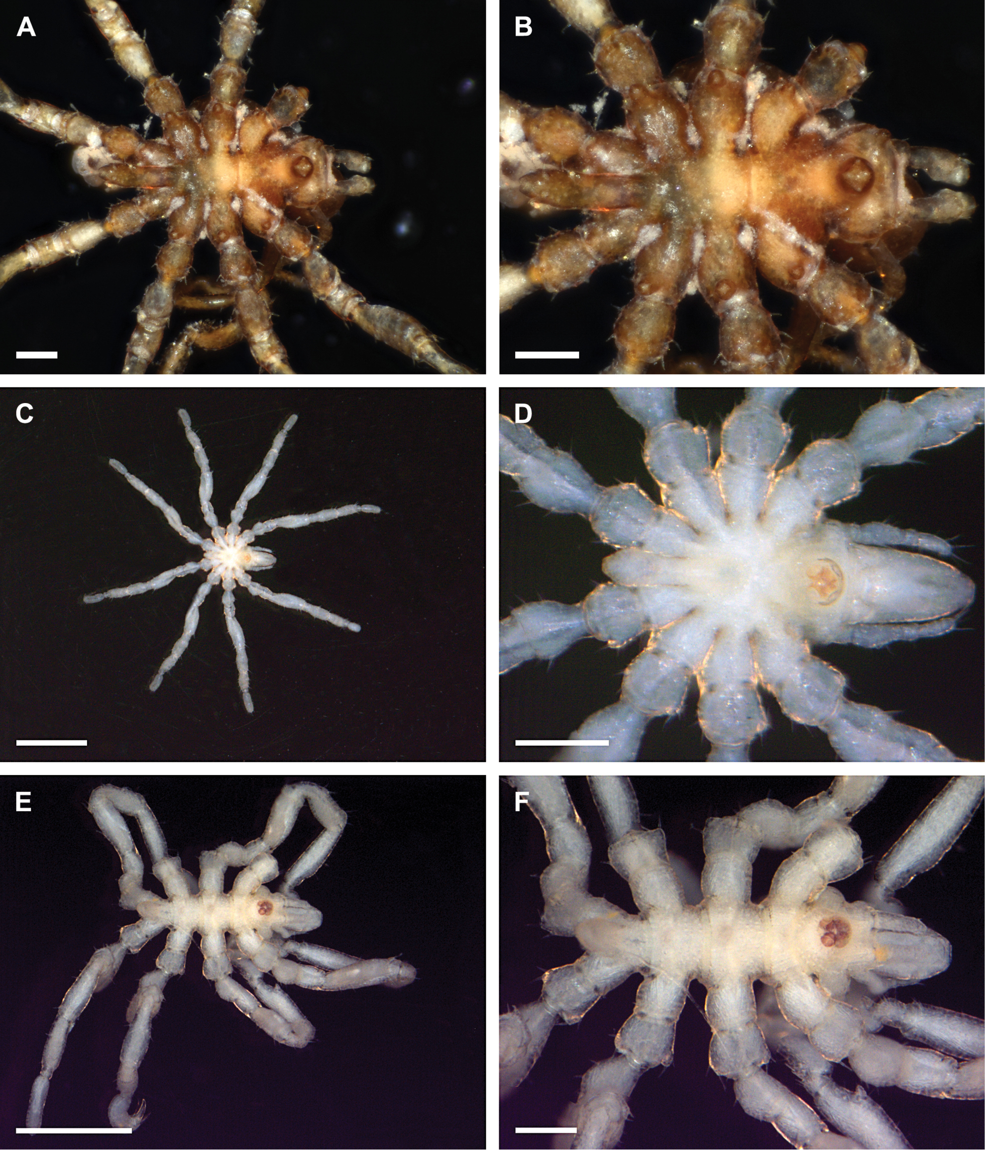 Image of Tanystylum conirostre (Dohrn 1881)