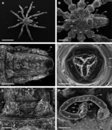 Image of Tanystylum conirostre (Dohrn 1881)