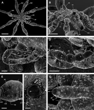 Image of Tanystylum conirostre (Dohrn 1881)