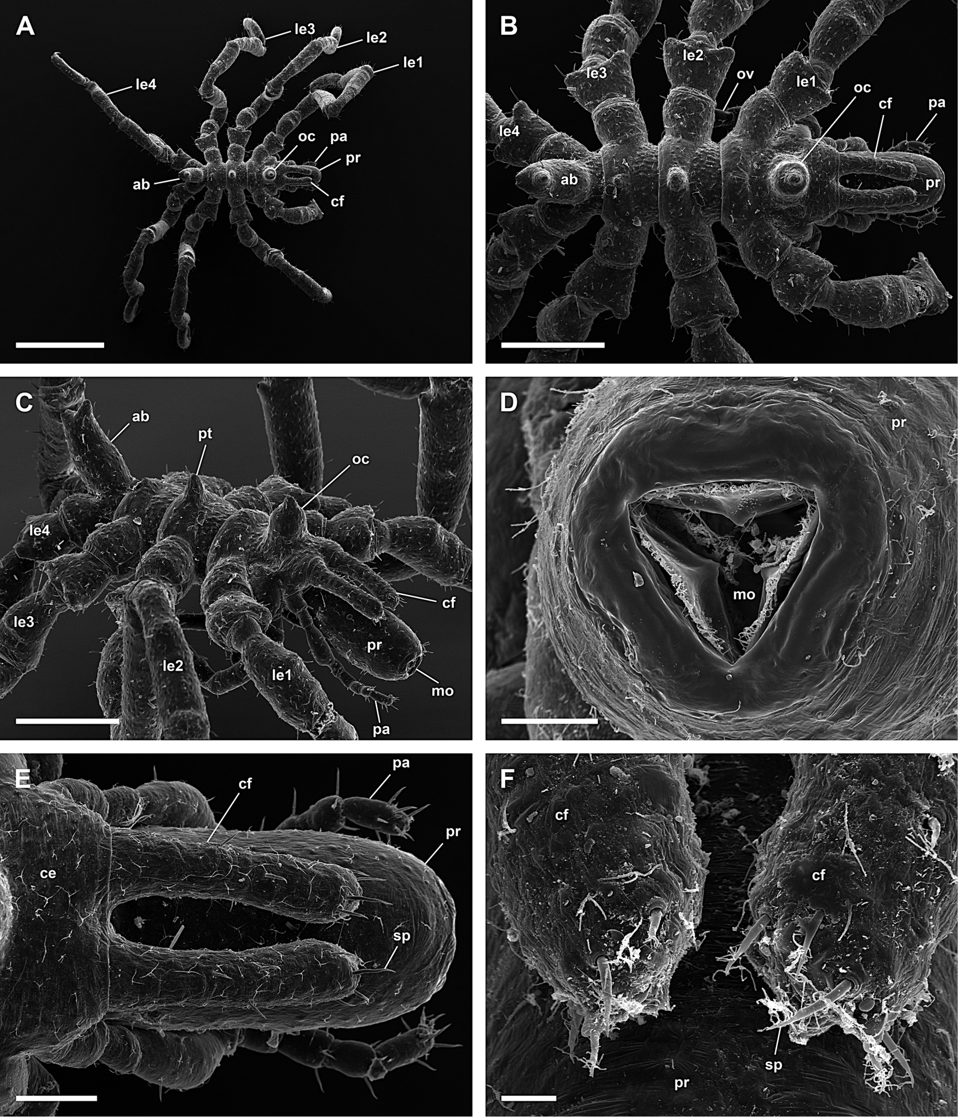 Image de Trygaeus communis Dohrn 1881