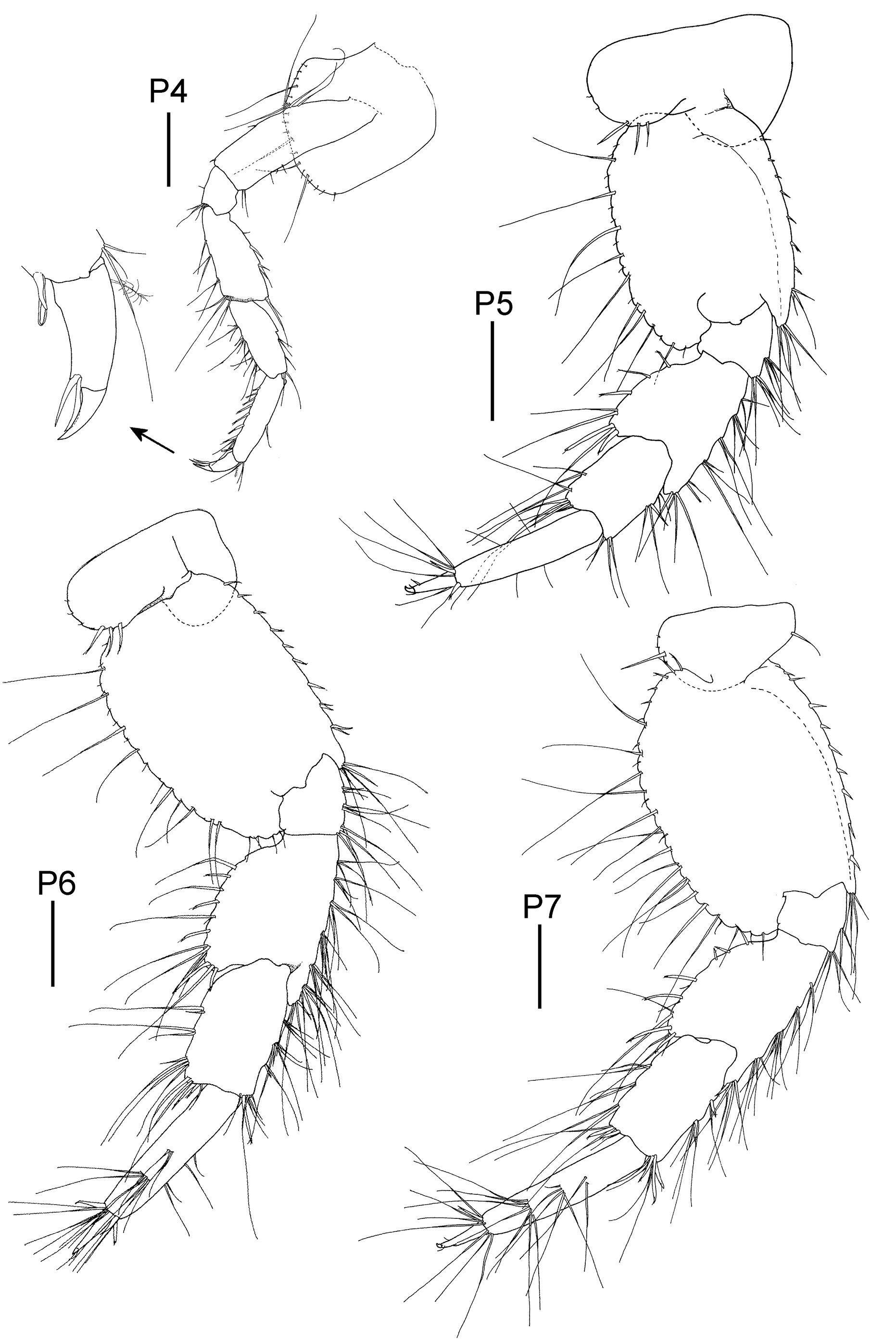 Image of Elasmopus yucalpeten Paz-Ríos & Ardisson 2014