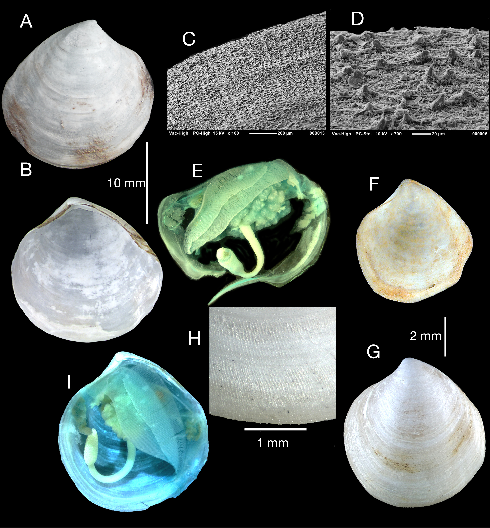 Image of Ochetoctena tomasi P. G. Oliver 2014