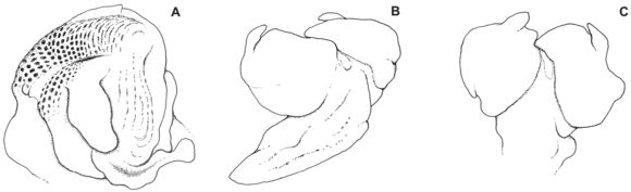 Image of Paroedura hordiesi Glaw, Rösler, Ineich, Gehring, Köhler & Vences 2014