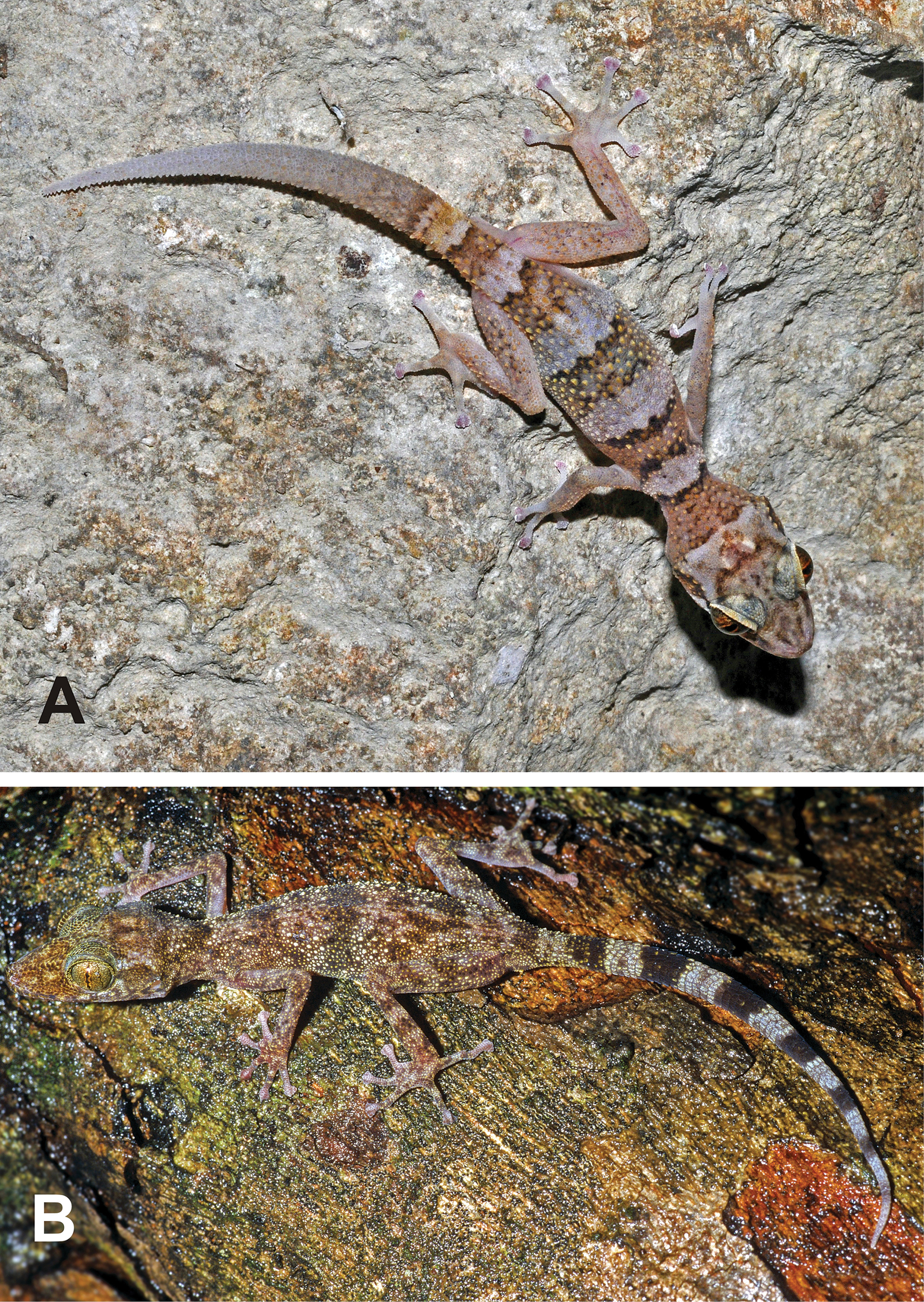 Image of Paroedura hordiesi Glaw, Rösler, Ineich, Gehring, Köhler & Vences 2014