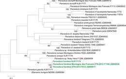 Image of Paroedura hordiesi Glaw, Rösler, Ineich, Gehring, Köhler & Vences 2014