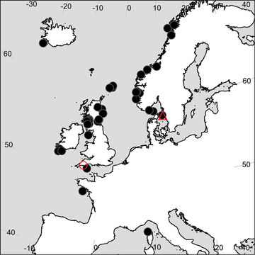 Image of <i>Scopelocheirus crenatus</i> Bate 1857