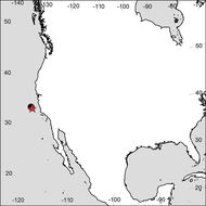 Image of Anisocallisoma armigera Hendrycks & Conlan 2003