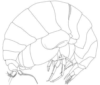 Plancia ëd Austrocallisoma jerryi Kilgallen & Lowry 2015