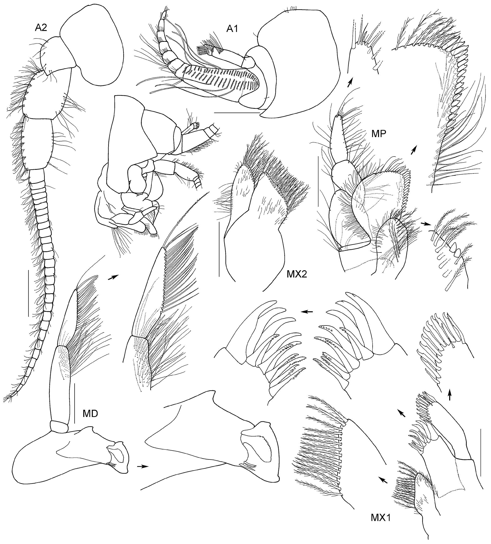 Image of Austrocallisoma jerryi Kilgallen & Lowry 2015