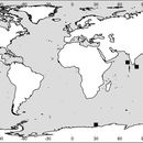 <i>Paracallisoma coecum</i> (Holmes 1908)的圖片