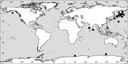 <i>Paracallisoma coecum</i> (Holmes 1908)的圖片