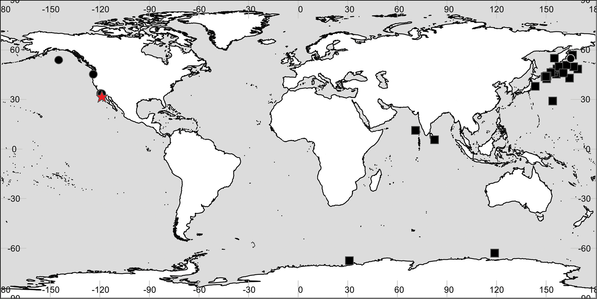 <i>Paracallisoma coecum</i> (Holmes 1908)的圖片