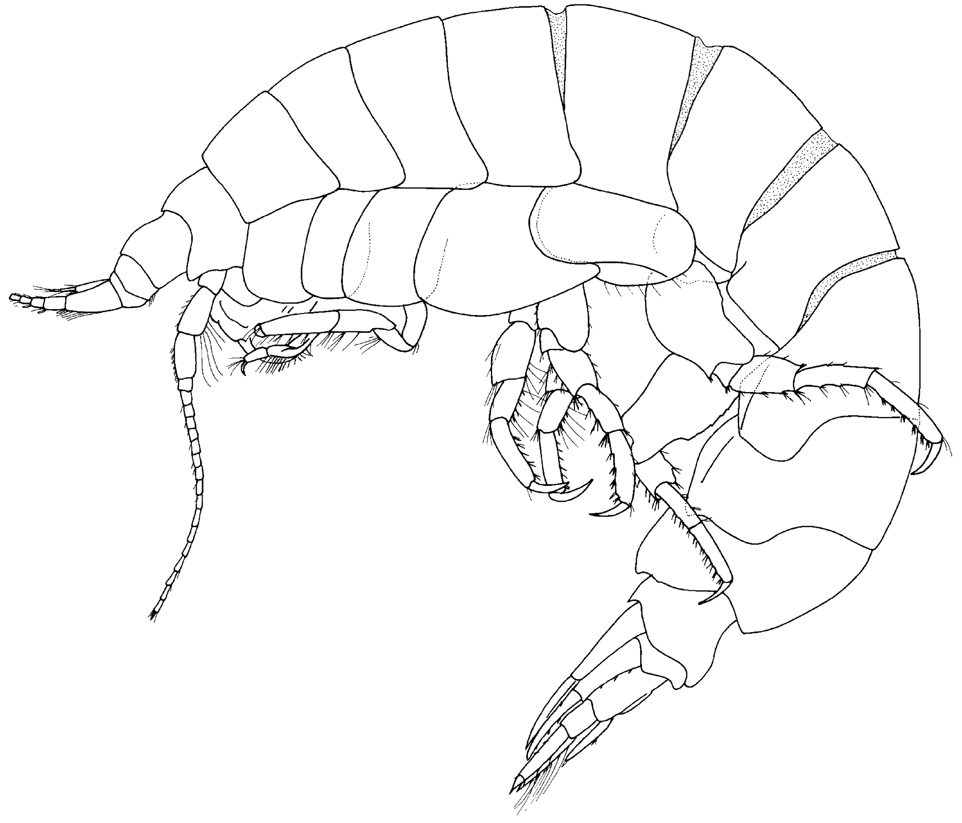 Image of Paracallisoma zivianii Kilgallen & Lowry 2015