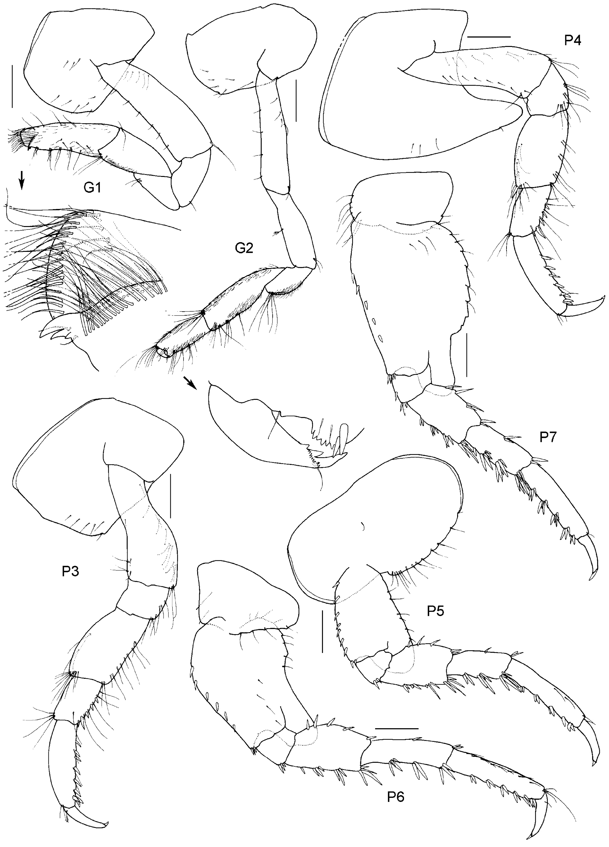 Paracallisoma zivianii Kilgallen & Lowry 2015的圖片