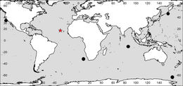 Scopelocheiropsis abyssalis Schellenberg 1926的圖片