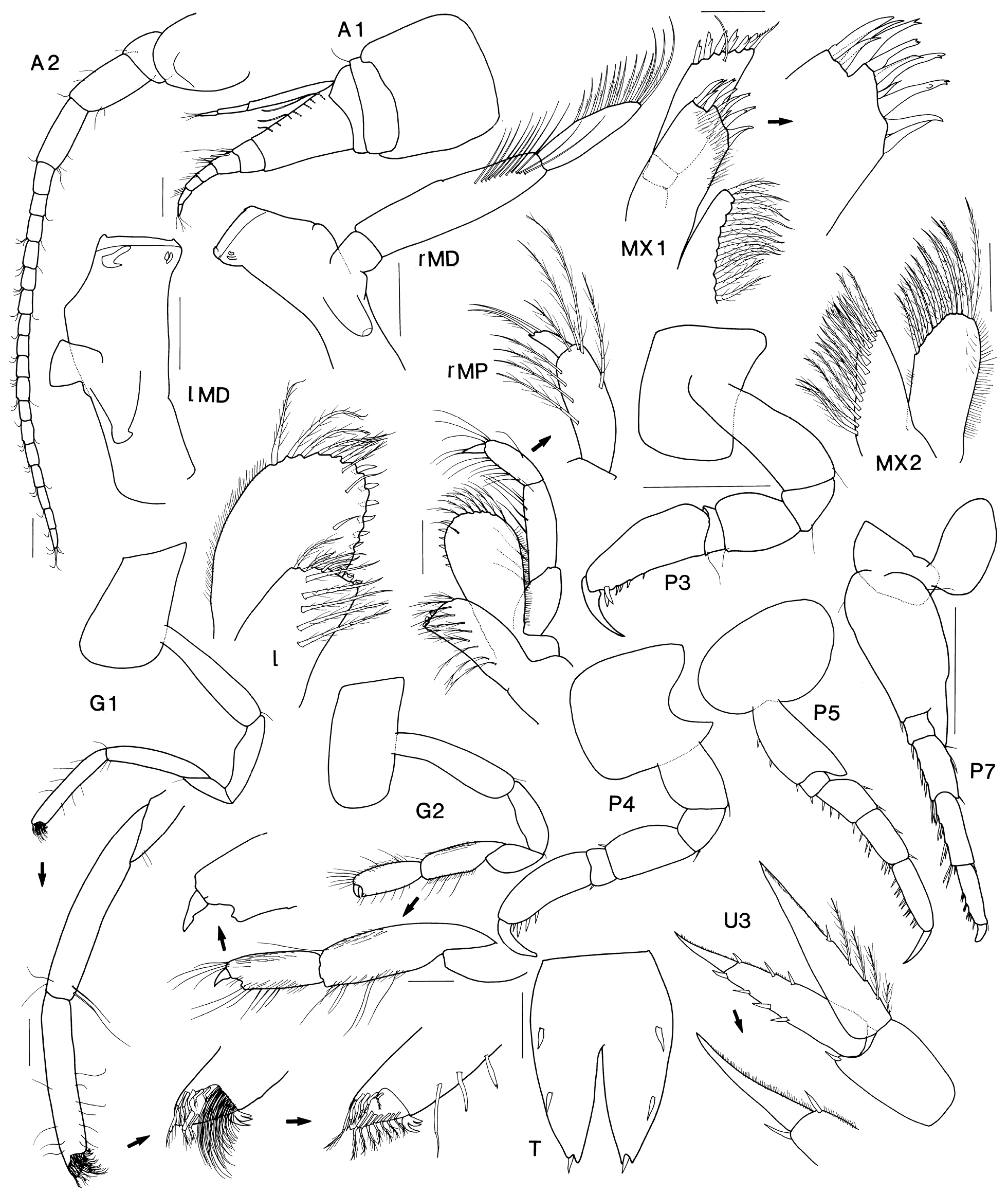 Scopelocheiropsis abyssalis Schellenberg 1926的圖片