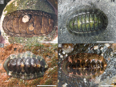 Image of Tonicia atrata (G. B. Sowerby II 1840)