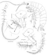 Imagem de <i>Parelasmopus setiger</i> Chevreux 1901
