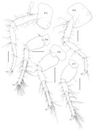 Image of <i>Parelasmopus setiger</i> Chevreux 1901