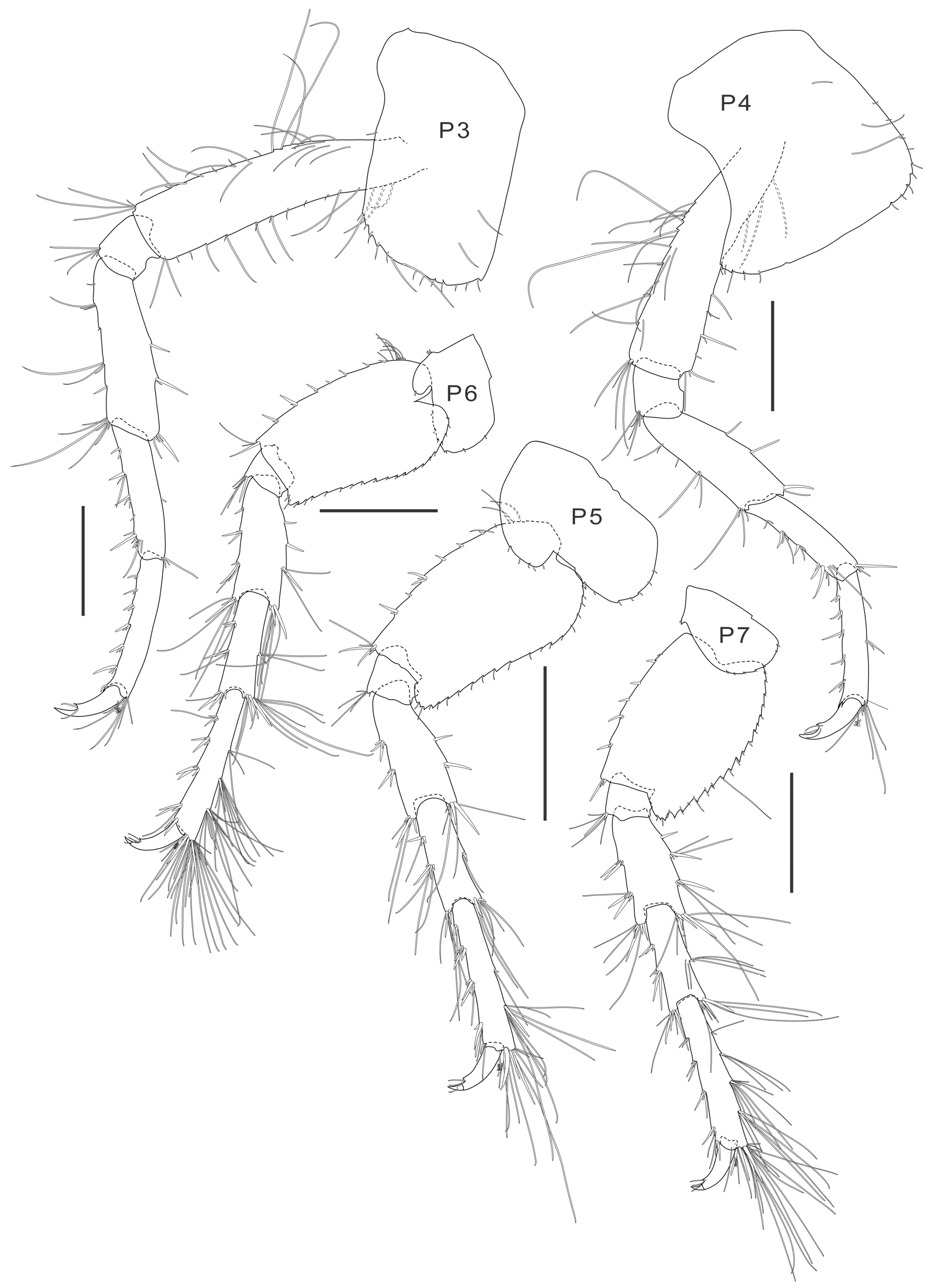 Image of <i>Parelasmopus setiger</i> Chevreux 1901