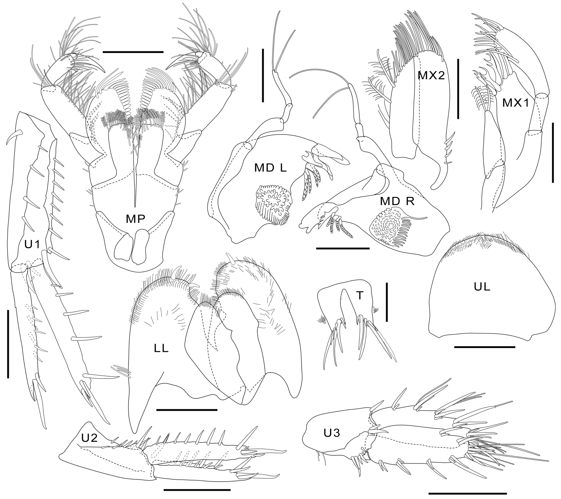 Image of <i>Parelasmopus setiger</i> Chevreux 1901