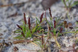 Image of early sand-grass