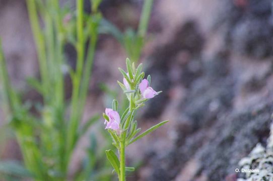 Слика од Misopates orontium (L.) Raf.